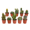 Cactus mix 5.5 cm - 10x - zonder pot