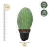 Opuntia Cactus - 40 cm - Ø17cm