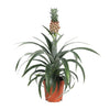 Ananas Mi Amigo - Ø12cm - ↕40cm