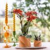 Kolibri Orchids | Gift set Optimism small peach | Groene plant met oranje Phalaenopsis orchidee in Candy sierpotten op wit organisch dienblad