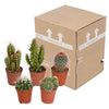 Cactus mix 5.5 cm - 5x - zonder pot