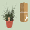 Sansevieria Fernwood Punk - Ø25cm - ↕60cm