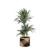 Dracaena Warneckii Ø21cm - ↕65cm in Albury BLACK print mand