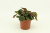 Peperomia Green Bubble 10,5cm - Ø10,5cm - ↕15cm