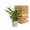 Spathiphyllum 12 Cm Torelli in ELHO b.for rock 14 cm warm grey