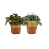 Peperomia Duo 3.0 - 2 stuks - Ø10,5cm - ↕15cm