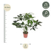 Philodendron Green Wonder - 120 cm - ø27