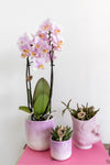 Kolibri Orchids | Roze phalaenopsis orchidee - Andorra - potmaat Ø9cm | bloeiende kamerplant - vers van de kweker