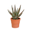 Aloë zebrina Dannyz 10,5cm - in terracotta pot