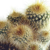 Cactus mix 5.5 cm - 5x - in Mexicaanse pot