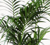 Kentia Palm - Ø27cm - ↕160cm