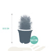 Cactus mix 5.5 cm - zonder pot bloeiend - 5x