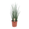 Sansevieria Mikado - Ø19cm - ↕70cm