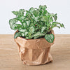 Planten terrarium pakket - Jungle 5 - Coffea - Varen - Palm - 2x Fittonia - Navulling & Startpakket- DIY