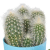 Cactus mix 5.5 cm - 5x - in gekleurde plasticpot