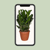 Zamioculcas Zamiifolia - Ø37cm - ↕110cm