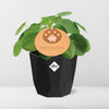 Pilea Peperomioides 12cm  in 14cm b.for rock living black