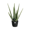 Aloe Vera 12cm in 14cm b.for rock living black