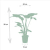 Strelitzia Nicolai - Ø19cm - ↕85cm + Alocasia Macrorrhiza - Ø19cm - ↕70cm