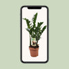 Zamioculcas 6-7 Veren - Hoogte 80-85 Cm. - Ø17cm - ↕80cm