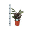 Calathea Makoyana Ø21cm - ↕70cm in Albury BLACK print mand