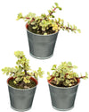 Succulenten- Portulacaria Afra- 8.5cm Ø- 10-20cm- 3 stuks - Zink