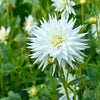 Flowerbulbs Amsterdam - 24 dahlia playa blanca knollen voor 4 m², cactusvormige bloemen