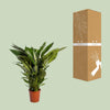 Spathiphyllum Sweet Sebastiano - Ø24cm - ↕110cm