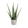 Aloe Vera 12cm in ELHO b.for rock 14 cm warm grey