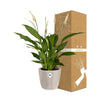 Spathiphyllum 12 Cm Torelli in ELHO b.for rock 14 cm warm grey