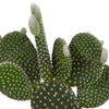 Cactus mix 10.5 cm - 3x - in witte pot