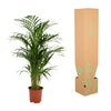 Areca palm - Ø19cm - ↕85cm