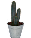 Cactus- Pilosocereus Azerues - 17cmØ- 30-40cm hoog - Zinc - Ø18 cm