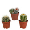 Bolcactus mix 8,5 cm | 3 stuks - zonder pot