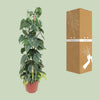 Philodendron Scandens Brasil - Ø24cm - ↕120cm