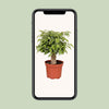 Ficus Benjamina Kinky - Ø12cm - ↕28cm