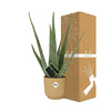 Aloe Vera 12cm in ELHO Vibes Fold 14cm geel