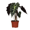 Alocasia Amazonica Polly - Ø12cm - ↕30cm