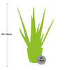 Aloe Vera 12cm in 14cm b.for rock living black