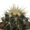 Cactus mix 5.5 cm - 5x - in terracotta pot