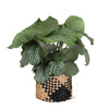 Calathea Orbifolia Ø21cm - ↕70cm in Albury BLACK print mand