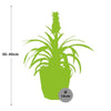 Ananas Mi Amigo in ELHO b.for rock 14 cm warm grey