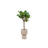 Combi deal - Ficus Lyrata boom inclusief elho Pure Coupe beige Ø41 - 210 cm