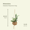 2x Kokodama Platycerium Hang - Hertshoornvaren - 35cm - ø15