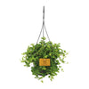 Peperomia Rotundifolia - Ø15cm - ↕25cm