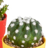 Cactus mix 5.5 cm - 5x - in gekleurde plasticpot