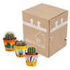 Bolcactus mix 8,5 cm | 3 stuks - in Mexicaanse pot