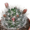 Cactus mix 5.5 cm - zonder pot bloeiend - 5x