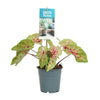 Caladium Miss Muffet - Ø12cm - ↕25cm