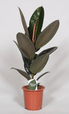 Ficus Elastica Abidjan - Ø17cm - ↕60cm